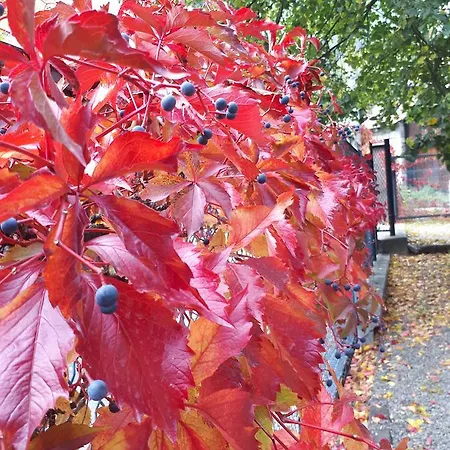 Penzion Balma Meris *